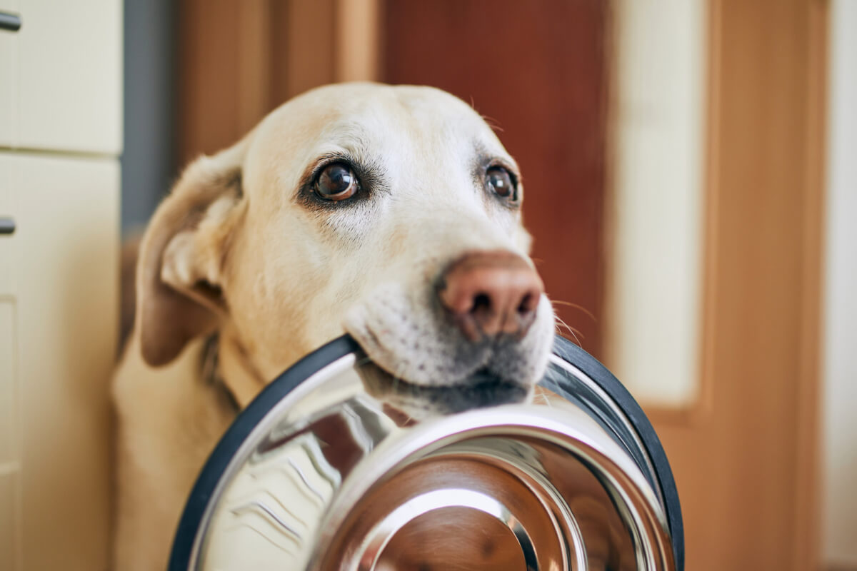 A yellow Lab begging for food