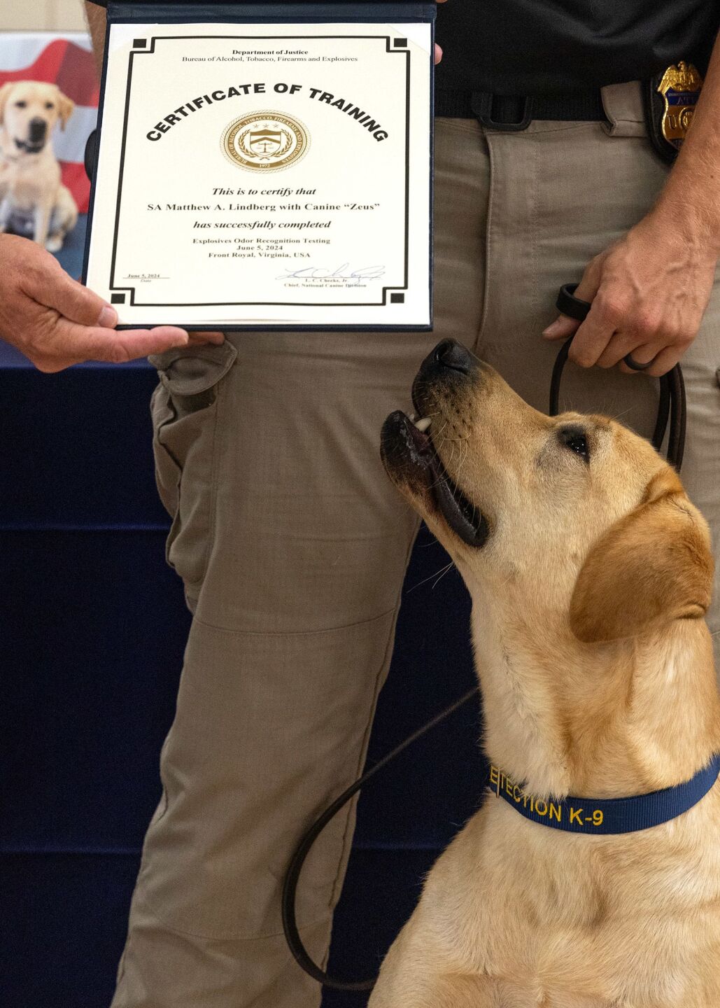 Zeus looks up at a training certification for him and handler Matthew Lindberg.