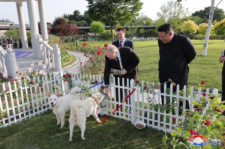 North Korean leader Kim Jong-un, right, and Russian President Vladimir Putin interact with Pungsan hunting dogs in Pyongyang, North Korea, in this photo released by the North's official Korean Central News Agency, June 20. Yonhap