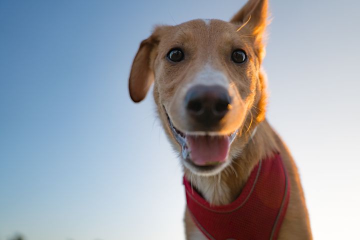 Dogs need sunscreen, too — sunscreens for humans aren't safe for them.