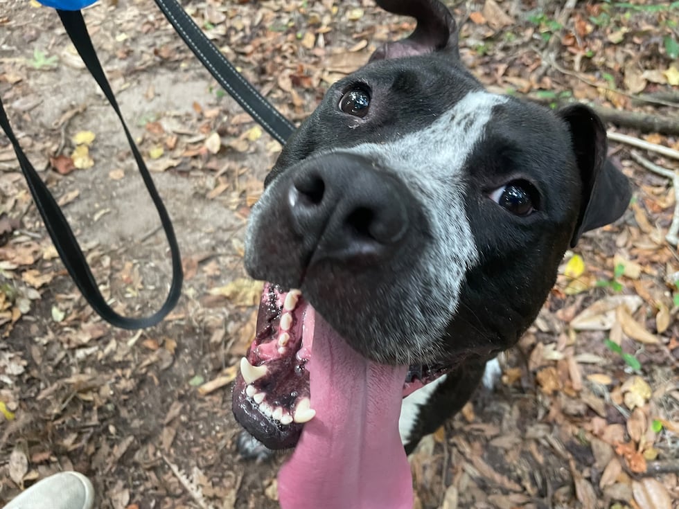 Spec is ready to walk his speckled feet through your front door and make himself at home!