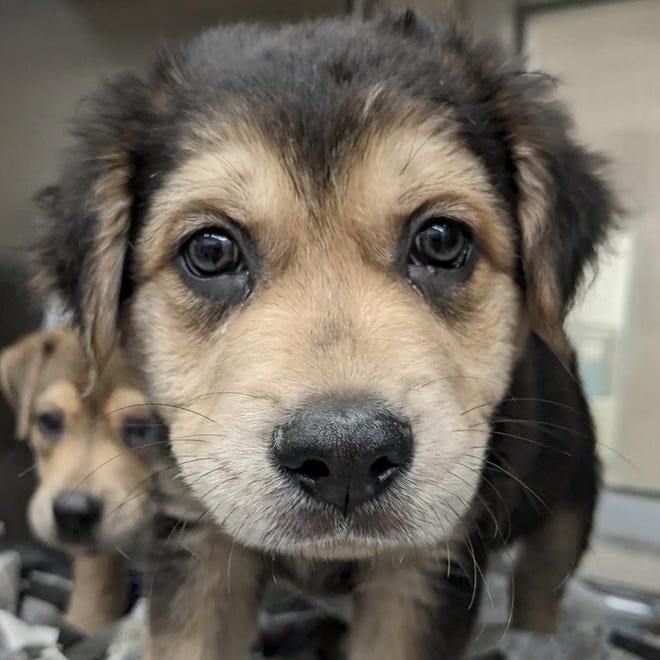 Dusty Bottoms, a 3-month-old male puppy, will be arriving at the Brandywine Valley SPCA's Mega Adoption at the Bob Carpenter Center in Newark on Sunday, June 16, 2024. Details on the Brandywine Valley SPCA’s Mega Adoption