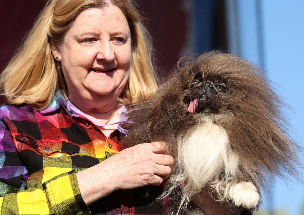 World's Ugliest Dog Awards Held At The Sonoma-Marin Fair In California World's Ugliest Dog Awards Held At The Sonoma-Marin Fair In California