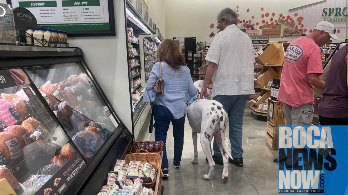 Dogs And Rude Owners Still Invading Boca Raton, Boynton, Delray Beach 2 %%