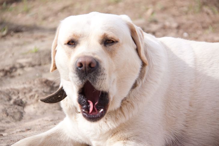 What emotions can dogs experience, according to experts dog