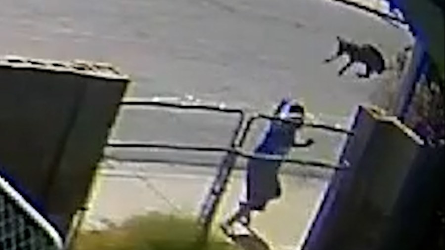 Security camera video shows a dog apparently being thrown over the fence of a backyard in southwest Las Vegas on Monday. (Michelle Meyering)