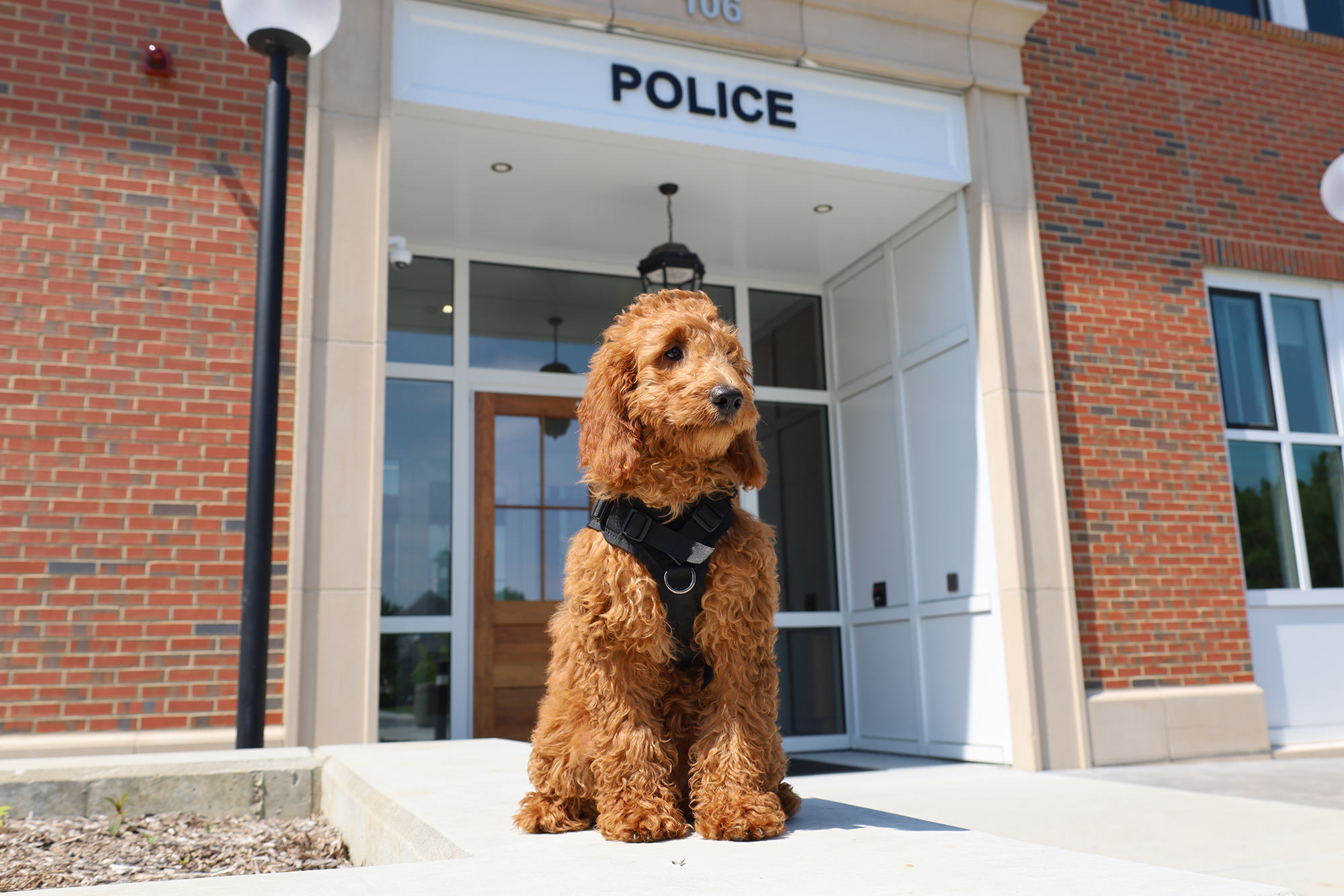 Meet the Shrewsbury Police Department’s new comfort dog