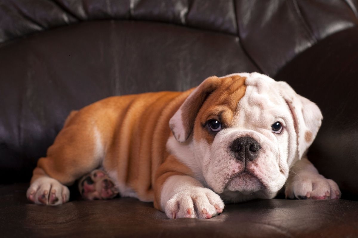 The English Bulldog is the UK's most expensive dog, with puppies selling for an average of £2,995.