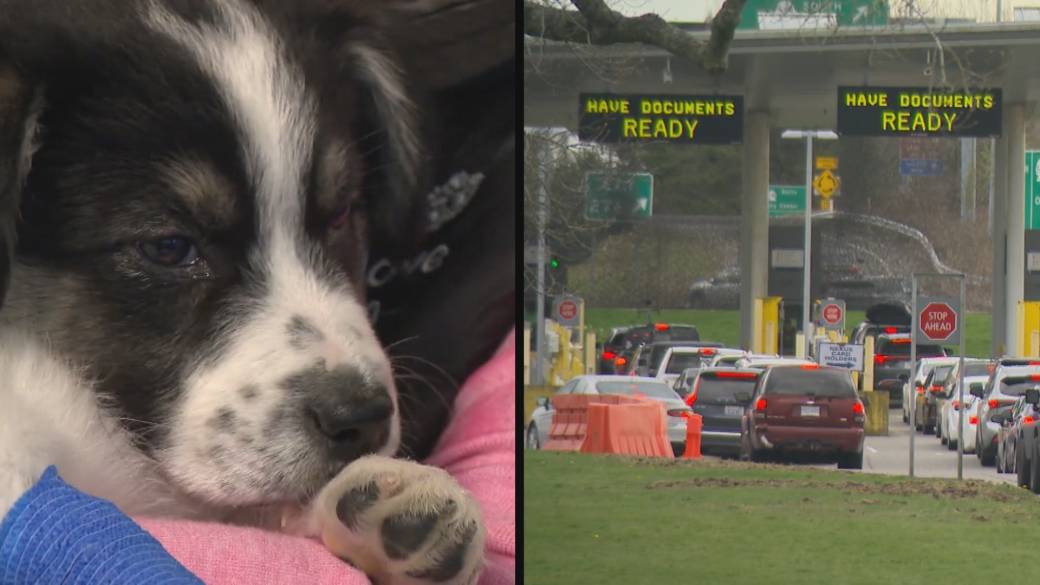 Click to play video: 'Stricter U.S. border rules for dogs'