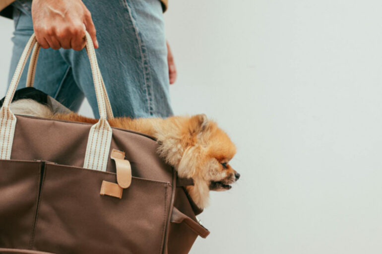 The image is by the Spanish duo Cup of Couple, and depicts a person carrying a stylish brown pet carrier bag with beige handles and leather accents. Inside the carrier is a small, fluffy Pomeranian dog, comfortably nestled and looking out. The carrier appears practical yet fashionable, perfectly suited for pet owners who prioritize both style and comfort for their furry friends. The person carrying the bag is wearing casual jeans, suggesting a relaxed outing or travel scenario. The overall scene conveys a sense of modern, on-the-go pet ownership.