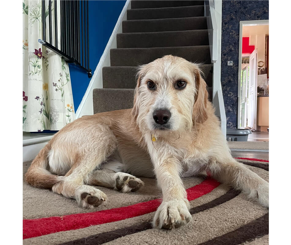 dog on carpet