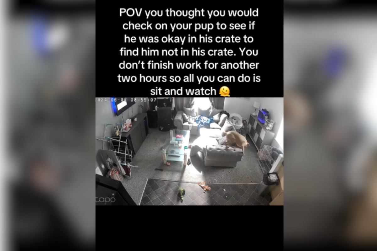 Dog on pet cam