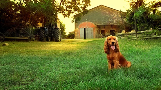 dog puppy pet farm