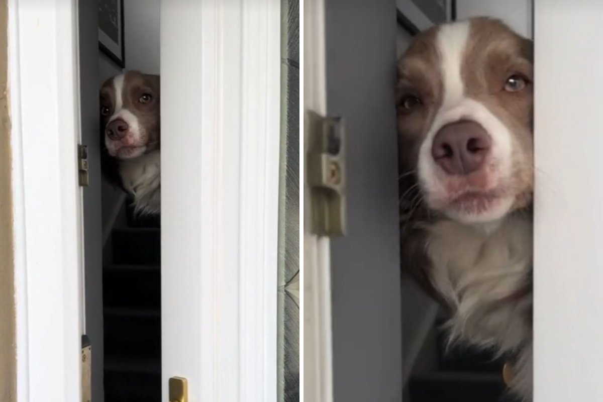 Dog welcomes home