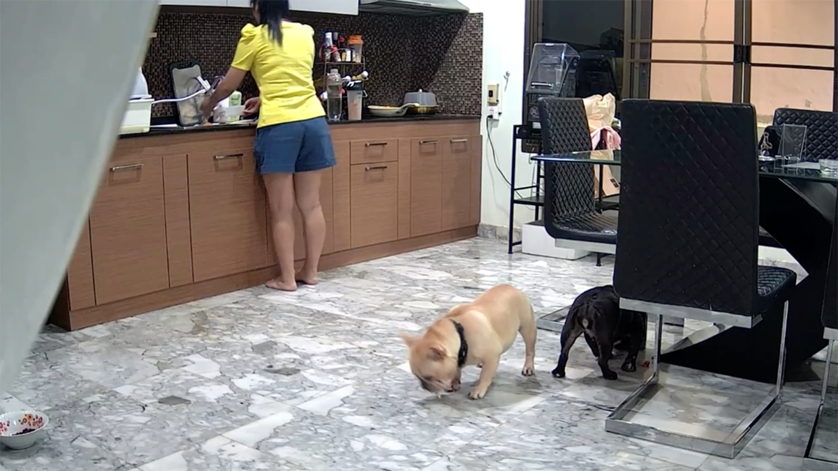 Woman in the kitchen with dogs