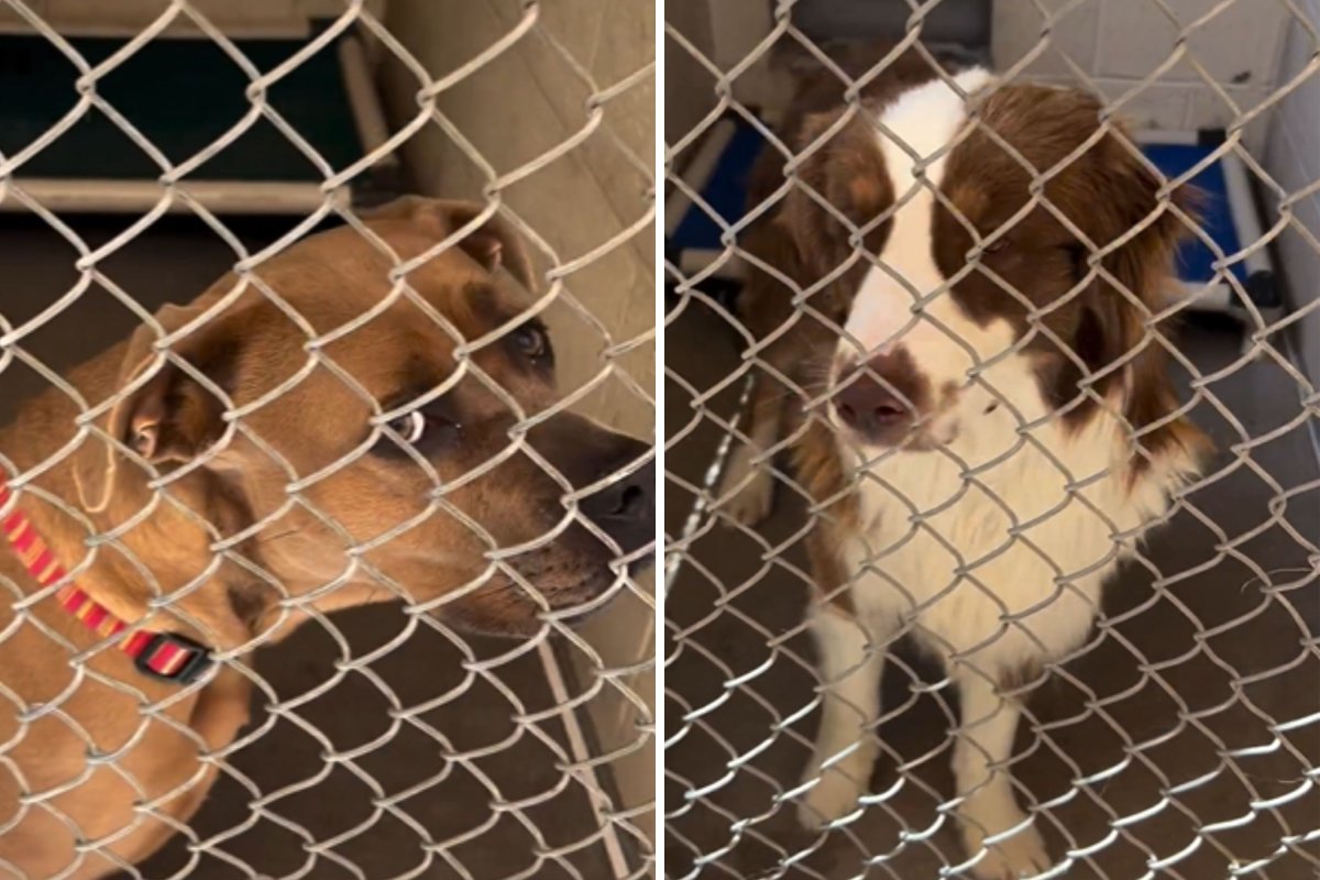 Dogs needing adoption in Arizona