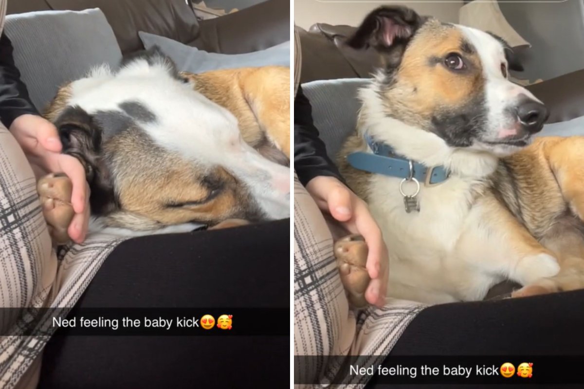 Dog's reaction to baby kick