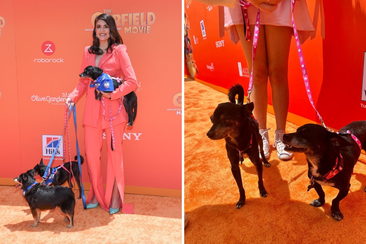 Dogs red carpet