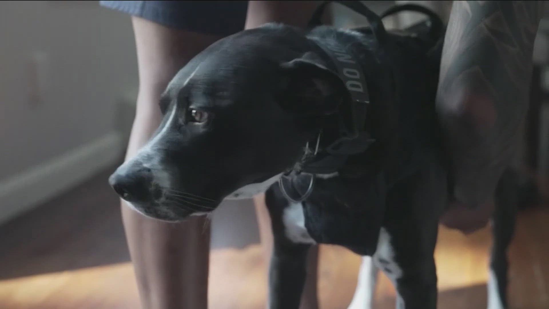 As any dog owner would tell you, they really are man's best friend.