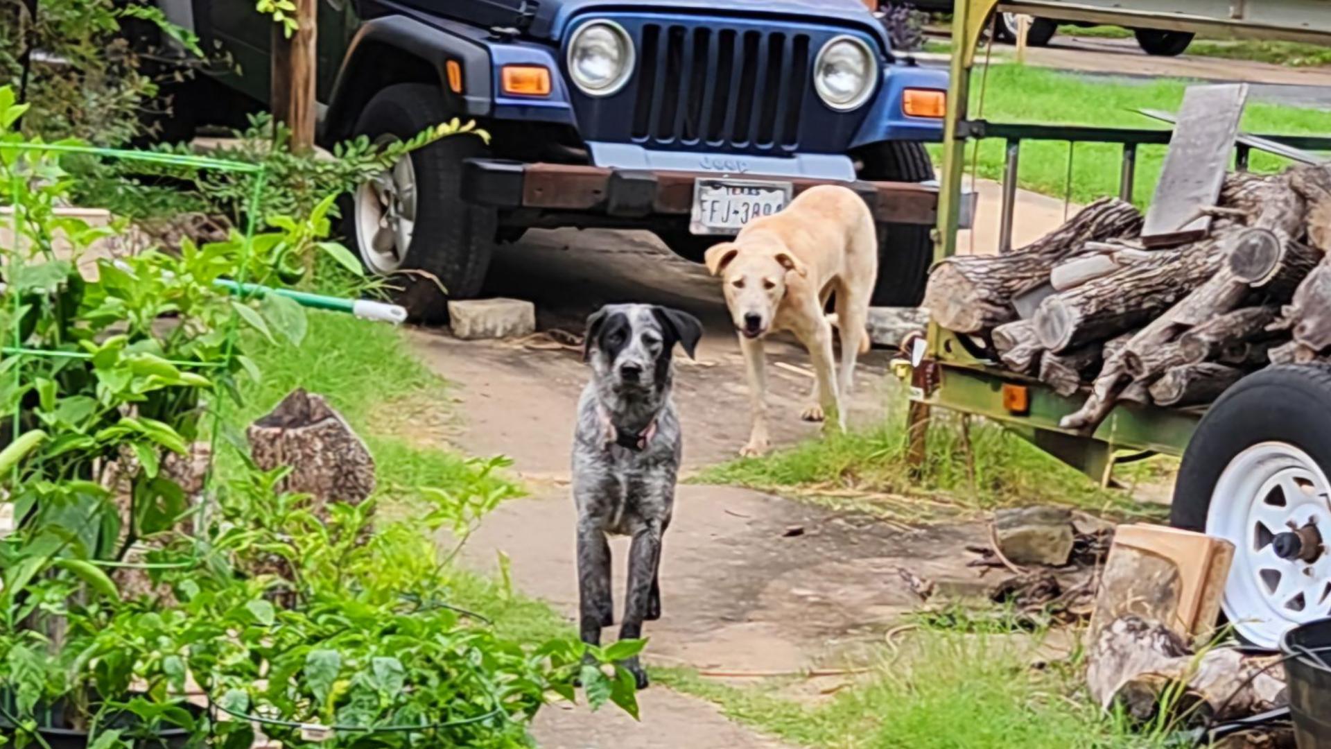 One Hollybluff Street resident says a pair of large dogs have freely roamed around people's yards, barked at residents and have even chased and scratched people.