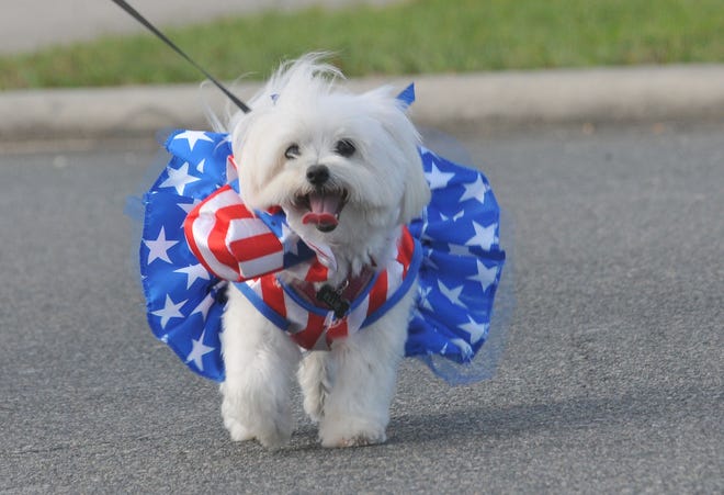A dog is in the patriotic spirit during the Georgefest dog jog Feb. 23, 2019, in Eustis, Florida.