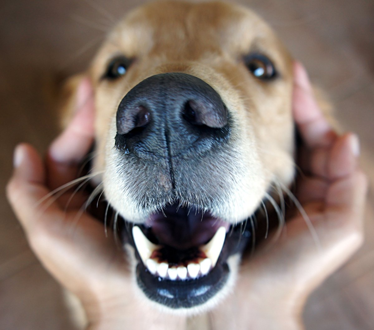 Golden retriever close-up