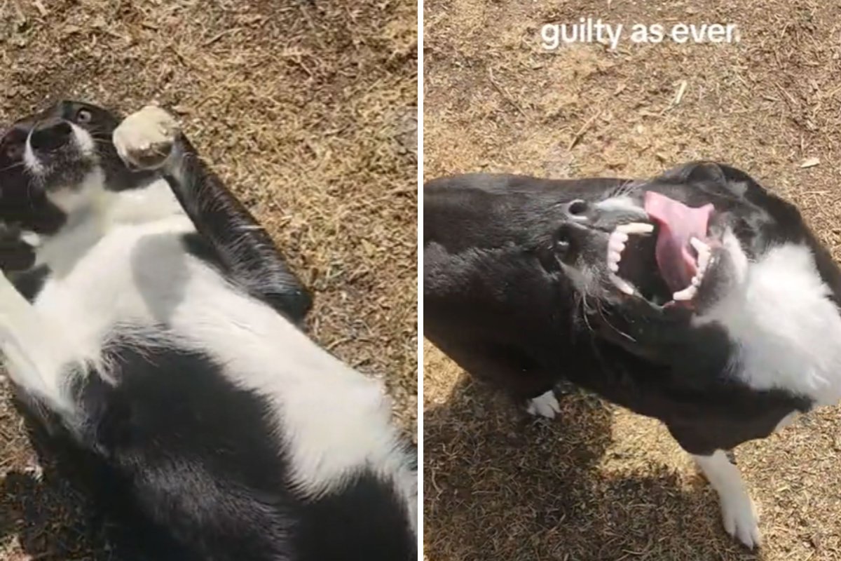 Guilty border collie