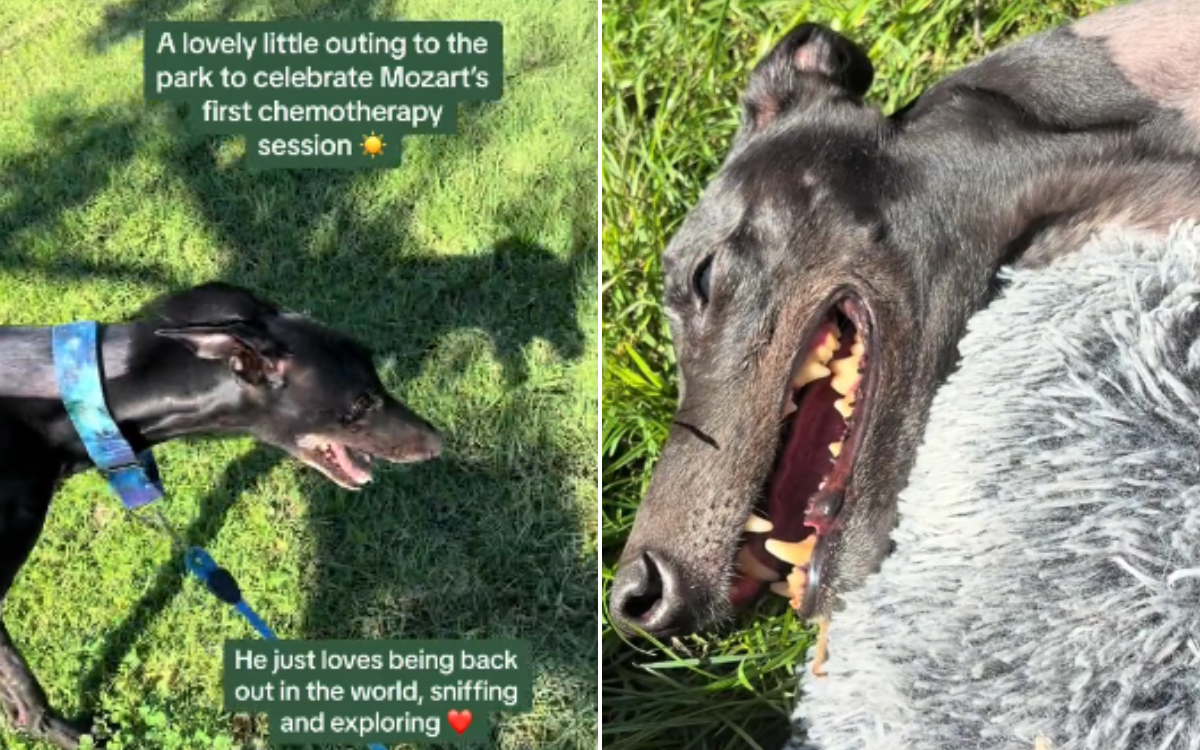 Mozart the rescue greyhound.
