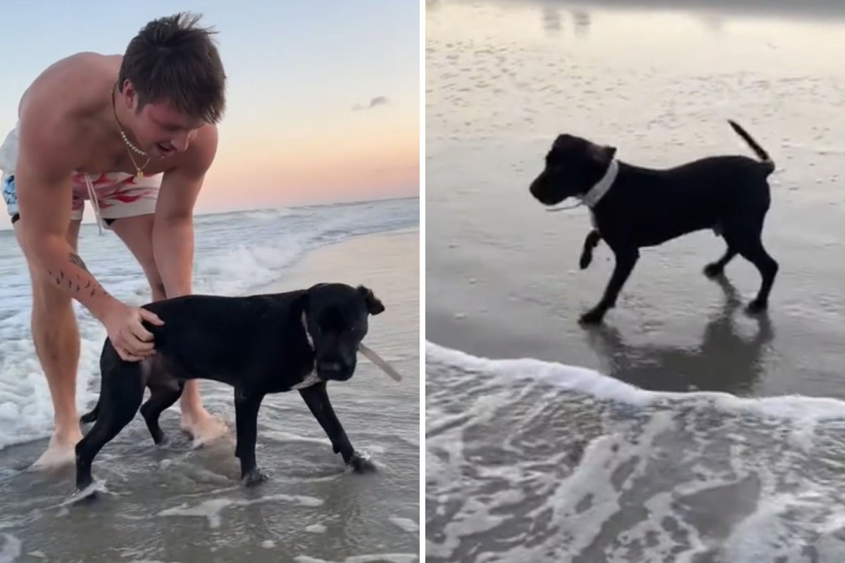 Owner brings dog to beach