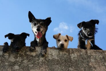 Four dogs looking over a wall with a clear blue sky in the background. Photo by Edgar Daniel Hernández Cervantes.