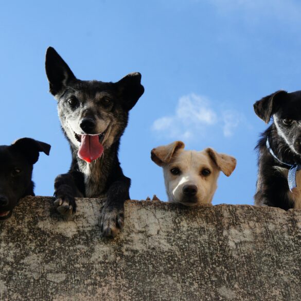 Four dogs looking over a wall with a clear blue sky in the background. Photo by Edgar Daniel Hernández Cervantes.