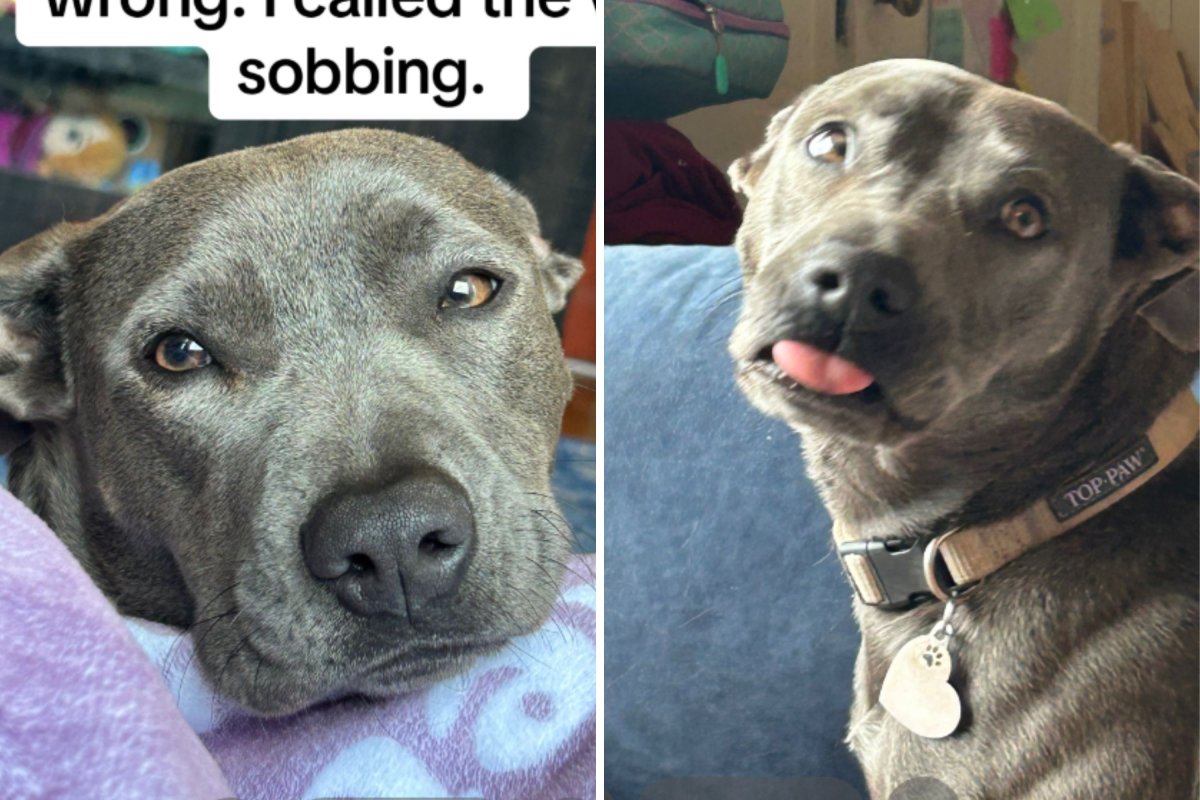 Pit bull gets tummy ache