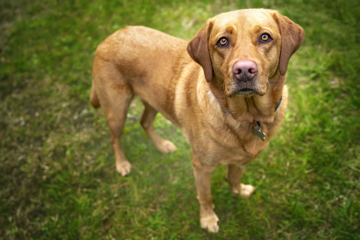 Red fox Labrador standing on grass.