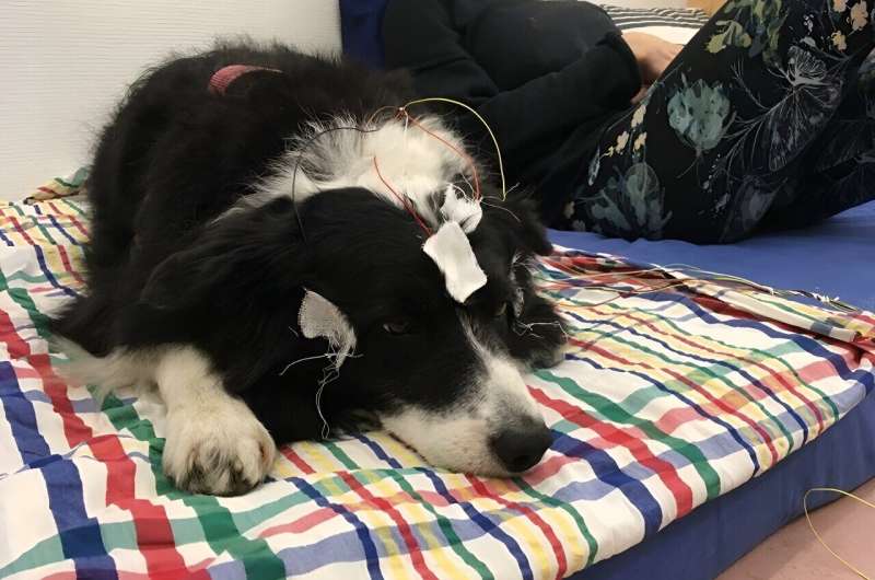 Electrode placement. Photo of a dog with electrodes in the presence of the owner, right before the onset of the sleep measurement. Credit: Scientific Reports (2024). DOI: 10.1038/s41598-024-60166-8 Saturday Citations: Praising dogs; the evolution of brown fat; how SSRIs relieve depression. Plus: Boeing's Starliner