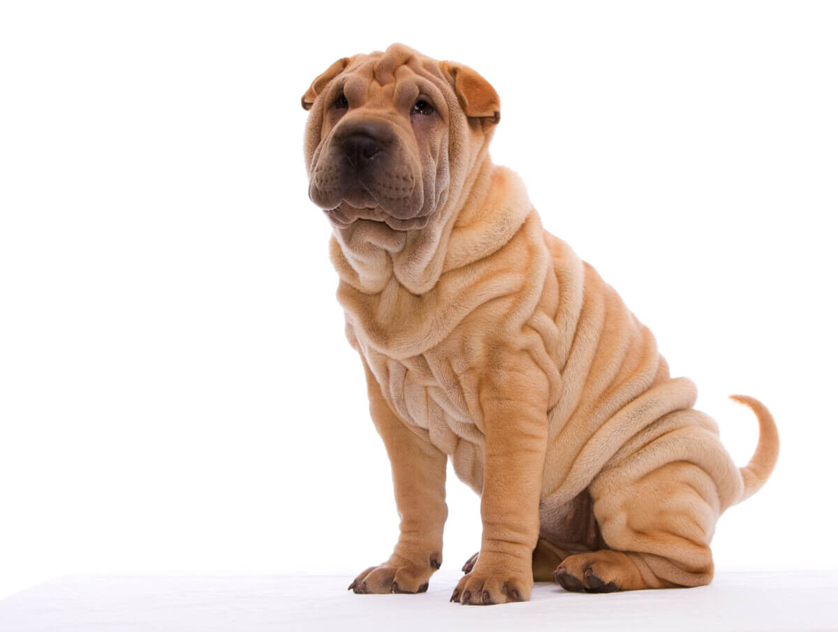 A Shar-Pei puppy