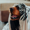 Dog partially covered with a blanket, panting or barking, with a couch in the background. The image is the lede for the article "From Terrified to Tail-Wagging: Fireworks Safety Tips for Every Dog Owner."