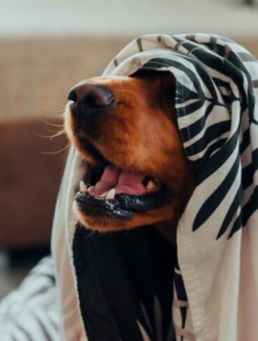 Dog partially covered with a blanket, panting or barking, with a couch in the background. The image is the lede for the article "From Terrified to Tail-Wagging: Fireworks Safety Tips for Every Dog Owner."