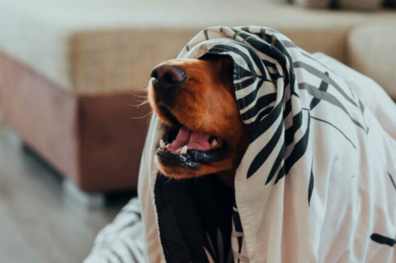 Dog partially covered with a blanket, panting or barking, with a couch in the background. The image is the lede for the article "From Terrified to Tail-Wagging: Fireworks Safety Tips for Every Dog Owner."