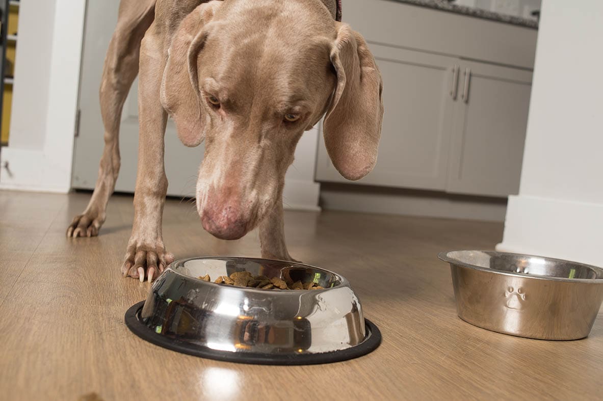 Weimaraner eating dog food