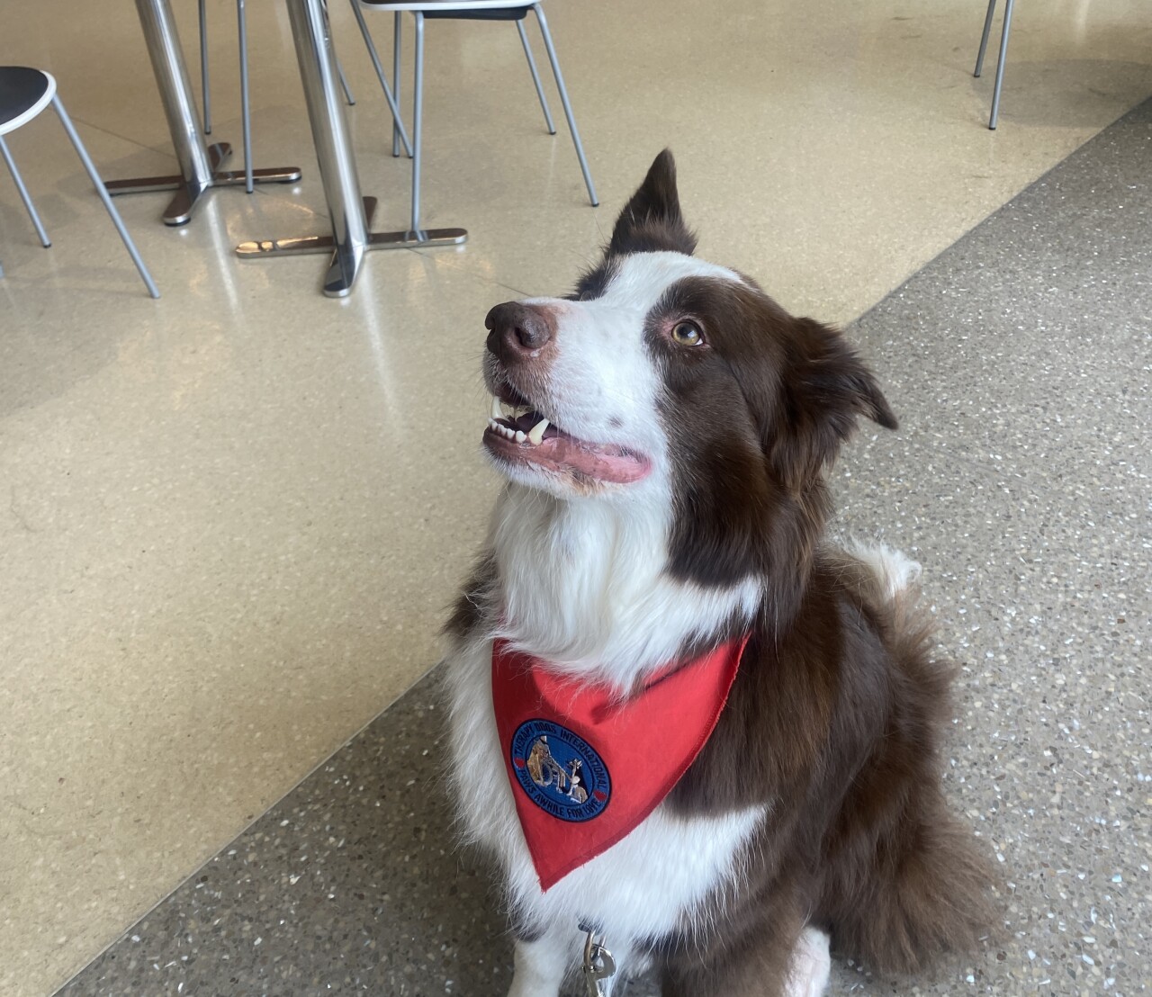 Therapy dog