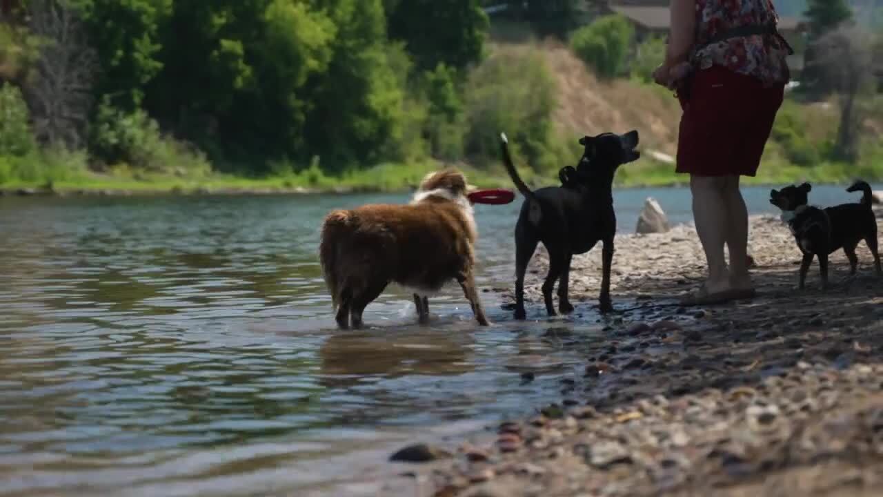 dogs water