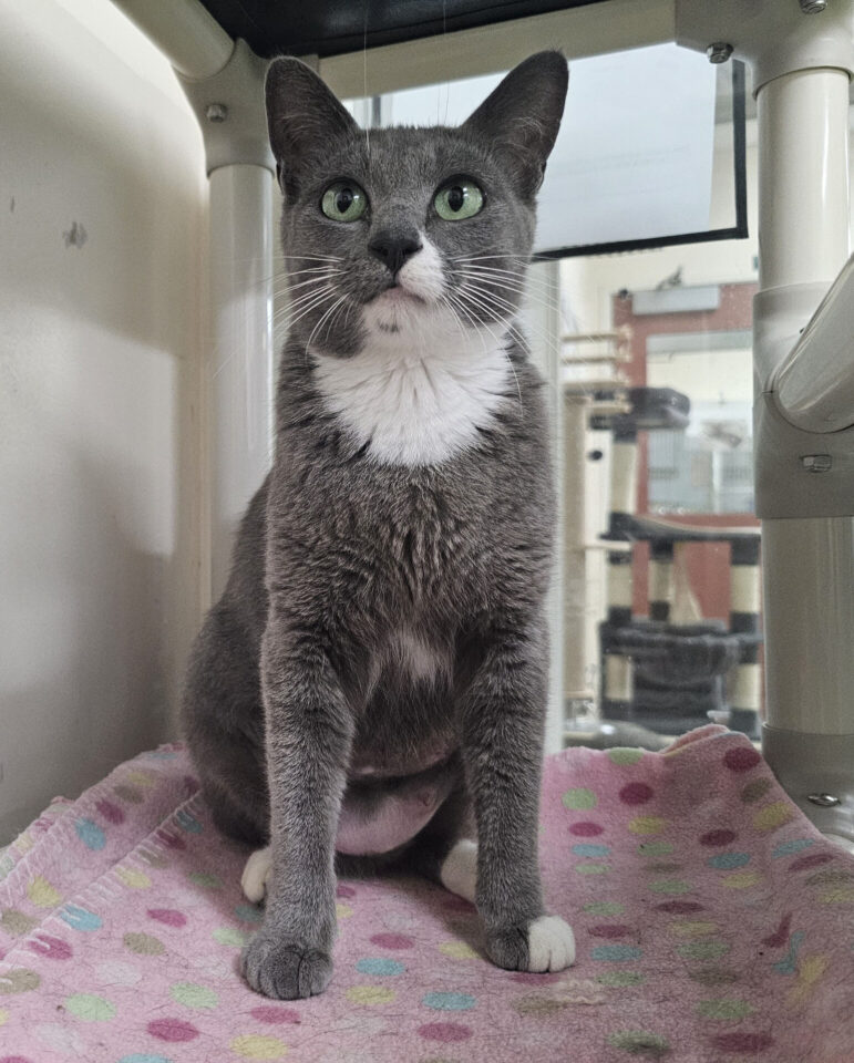 Gray and white kitty