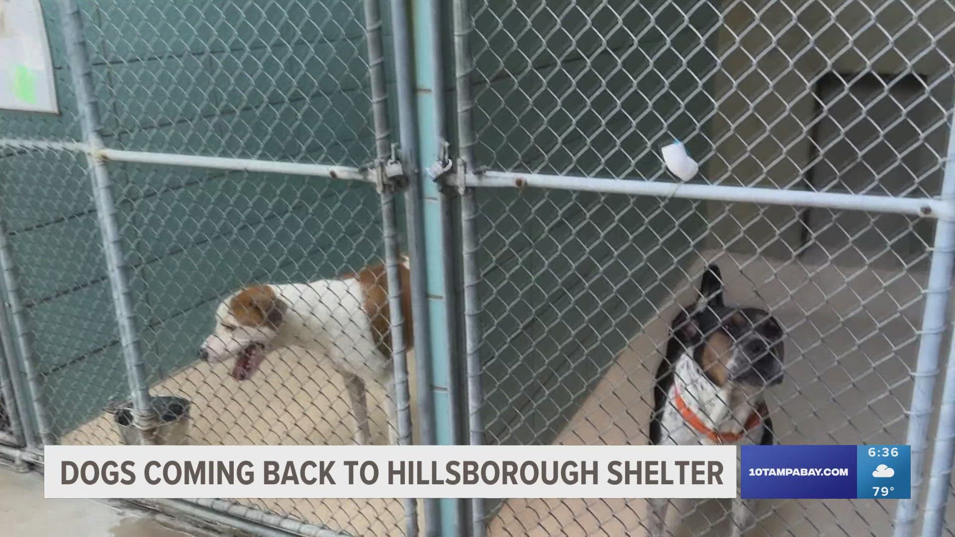 Dogs are slowly being brought back to the Hillsborough County Pet Resource Center after an outbreak of dog flu.