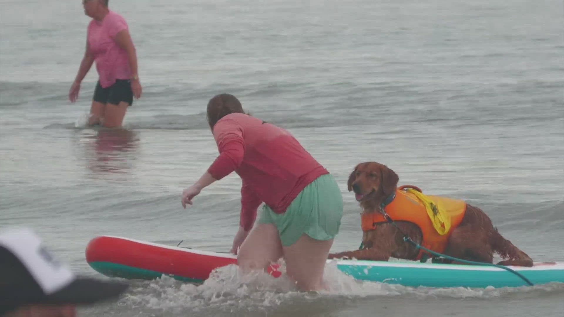 More than 30 pooches took part in the 11th annual Ohana Surf Dog Competition which raises money for the Galveston Island Humane Society.