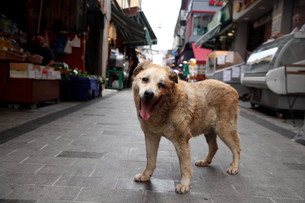 Turkey’s ruling party presented a bill to parliament that aims to round up millions of stray dogs, a plan that has alarmed animal lovers who say a mass neutering campaign would be a better solution than locking dogs up in shelters. Photo: Reuters