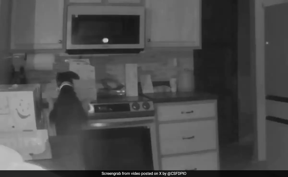 Dog Turns On Stove In US House, Apple HomePad Alerts Owners Of Fire Dog Turns On Stove In US House, Apple HomePad Alerts Owners Of Fire