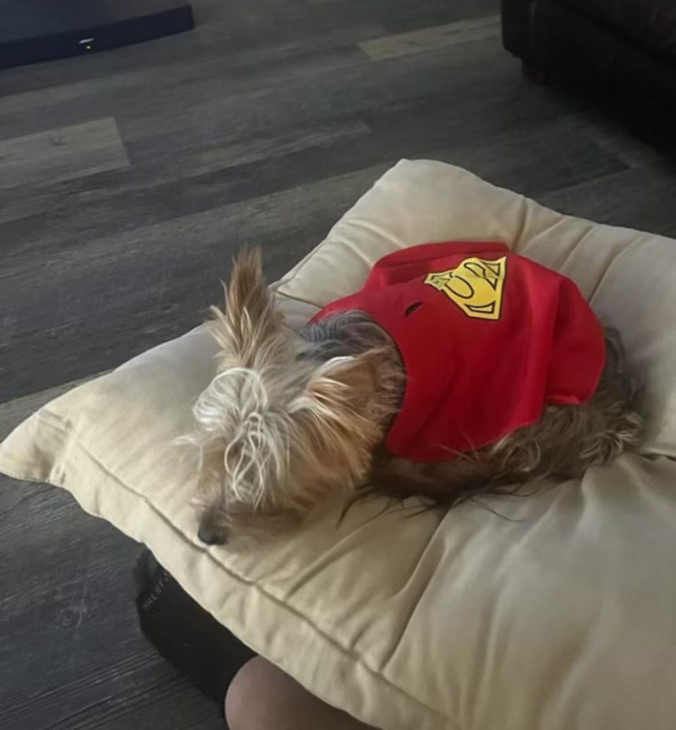 Minnie, a Yorkshire terrier, sports a Superman cape as she naps following her work alerting humans to a fire.