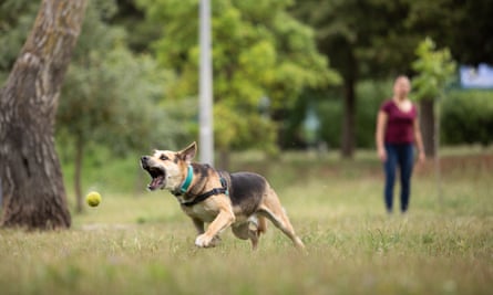 Dog running after tennis ball in a park.