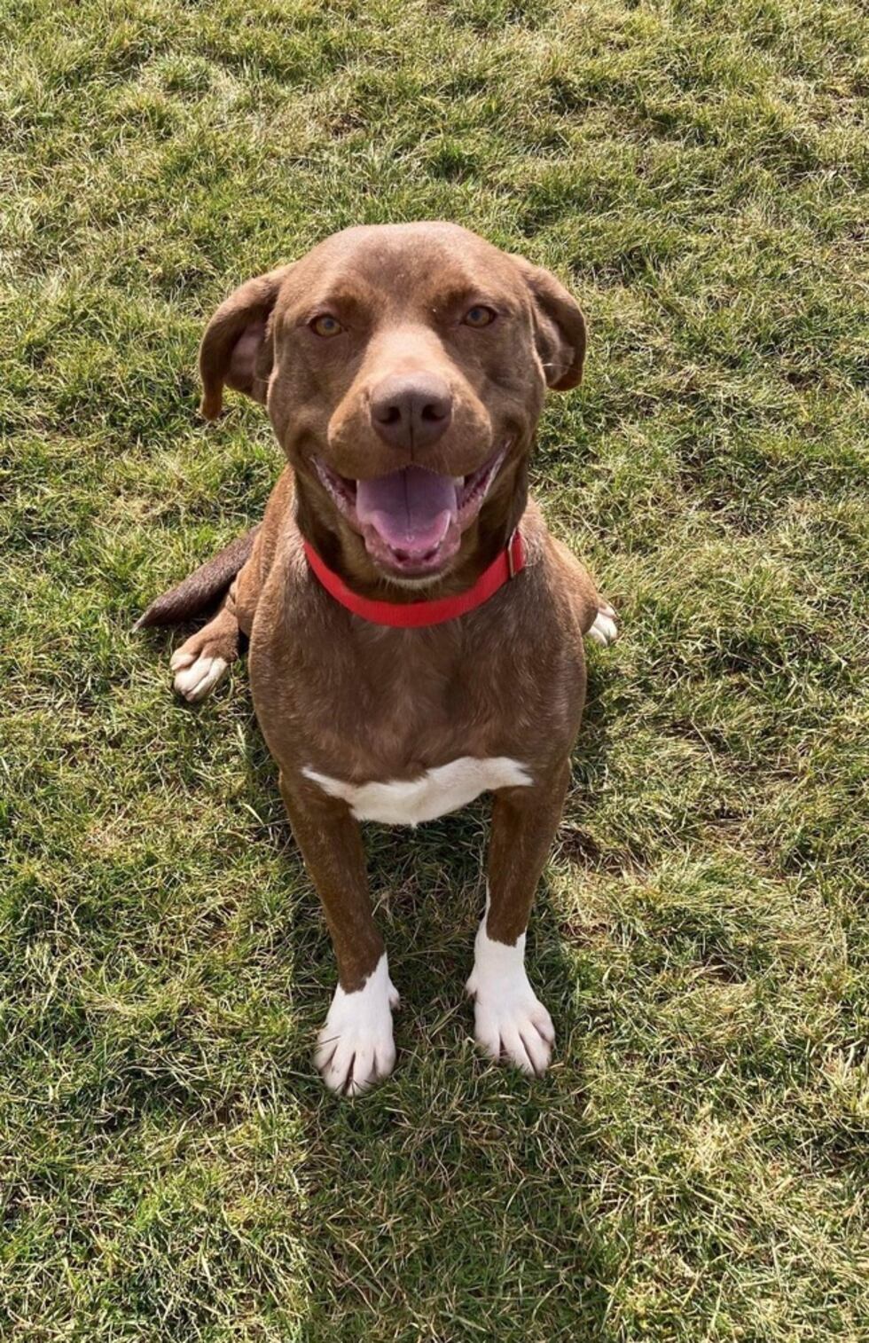 4 Richland County dogs rescued from ‘house of horrors’ still at shelter 1 year later (Eden)