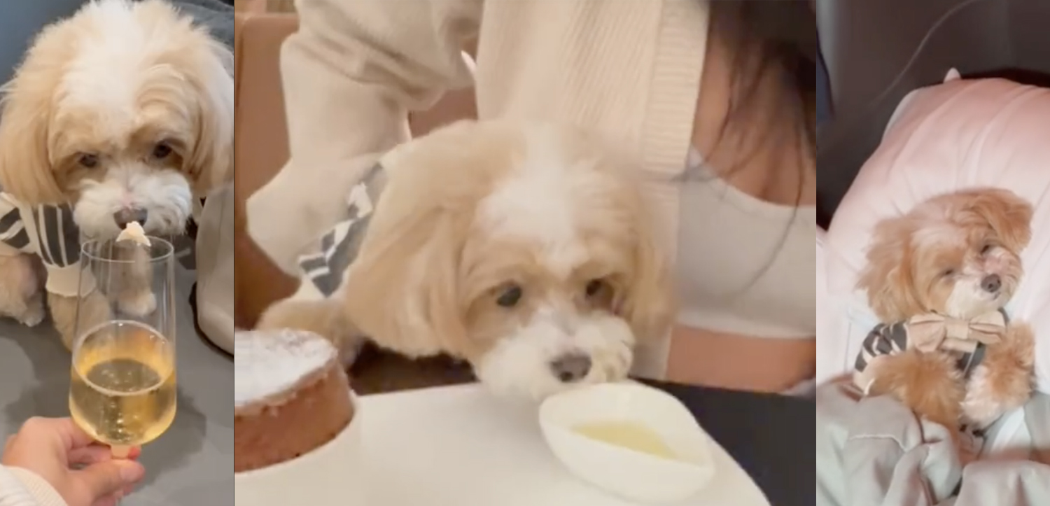 a dog smelling a bowl of oil